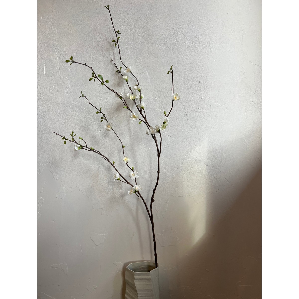 Chaenomeles Zweig 142 cm weiß