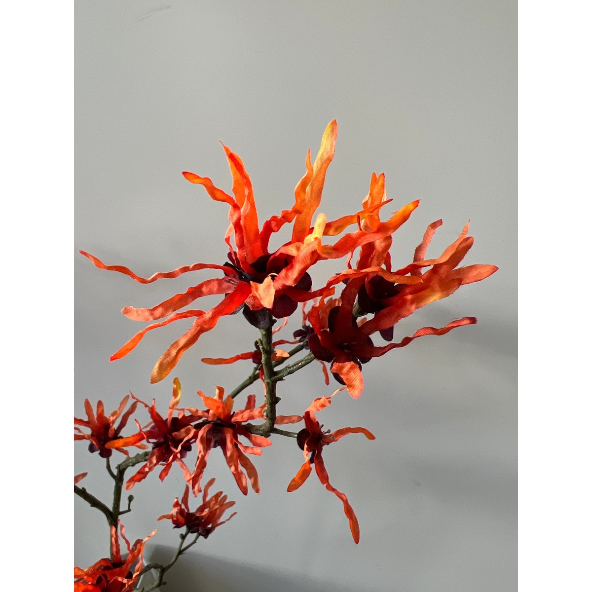 Hamamelis orange 98 cm