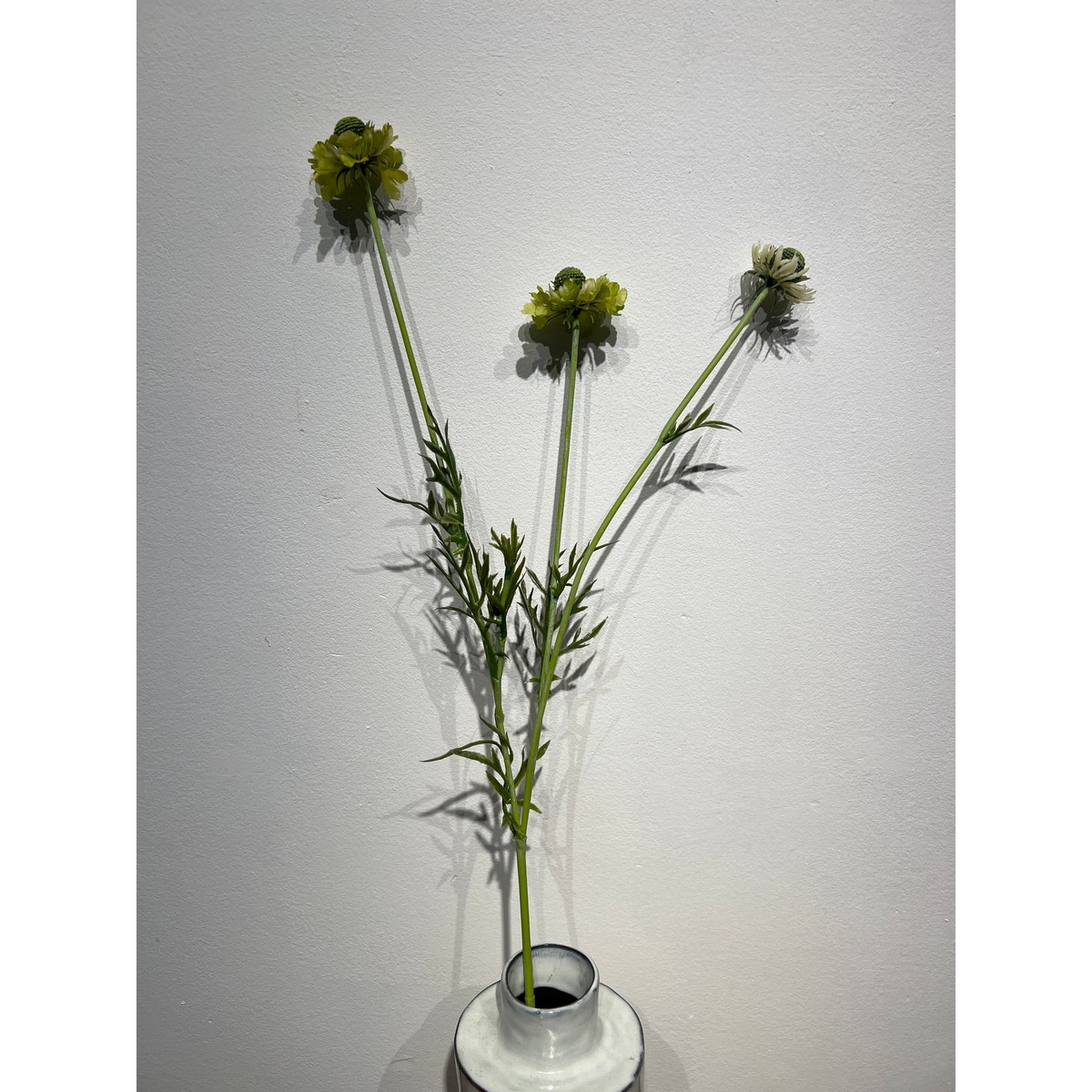 Scabiosa Zweig grün 64 cm