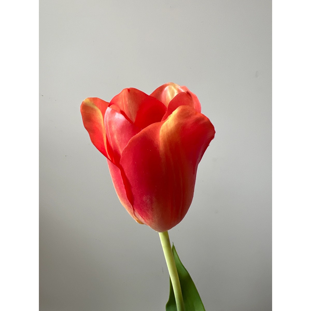 Tulp Stiel orange 72 cm